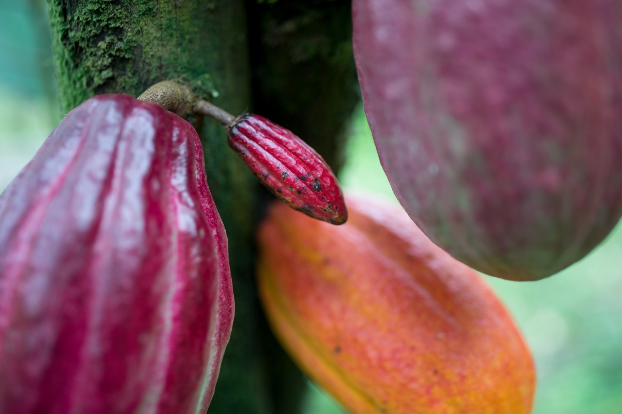 Eine Kakaobohne in Nahaufnahme