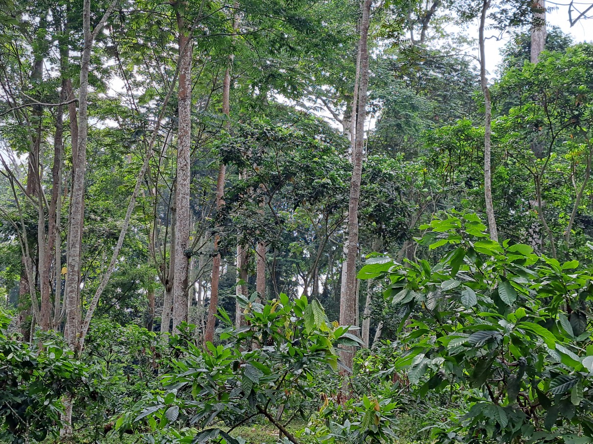 Blick auf einen Regenwald